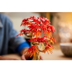 Klocki LEGO 10348 Klon palmowy bonsai BOTANICAL COLLECTION